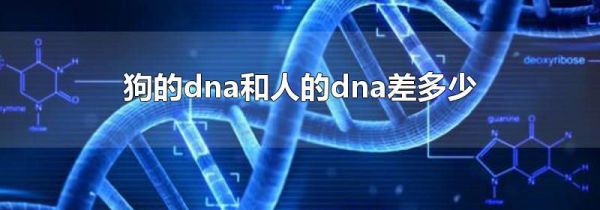 dna˵dna